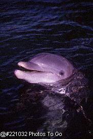 Dolphin looking out of water